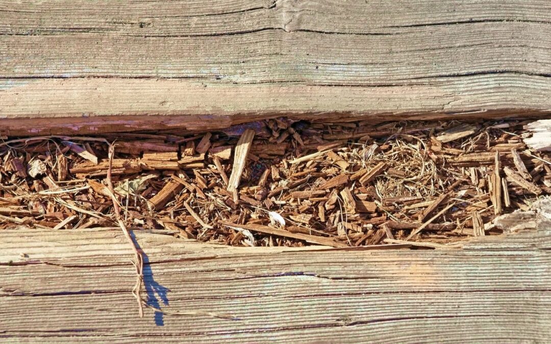 Is Your Deck Rotting?